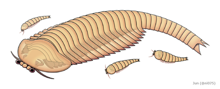 Fuxianhuia (Fuxianhuiida)