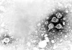 Hepatitis B virus 01.jpg