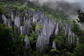 Mulu Pinnacles.jpg