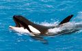 Orca-800.jpg