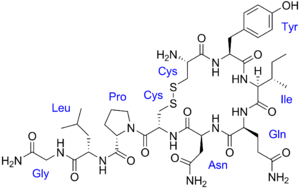 Oxytocin with labels.png