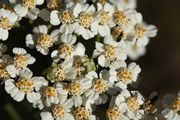 Yarrow, flower closeup