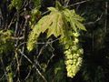 Acer macrophyllum flowers and young leaves