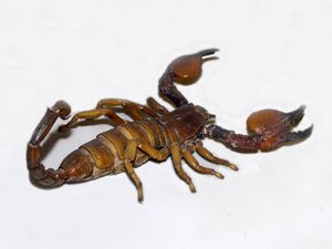 Scorpionidae - Pandinus magrettii.jpg