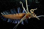 A squidworm found in the Celebes sea in Southeast Asia.