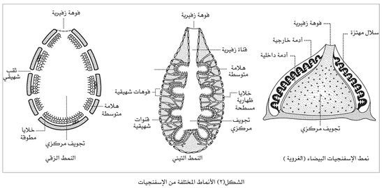 إسفنجيات-2.jpg