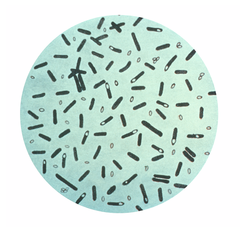 Clostridium botulinum 01.png