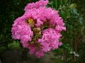 Crape Myrtle
