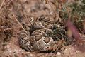 Crotalus scutulatus Mojave.jpg