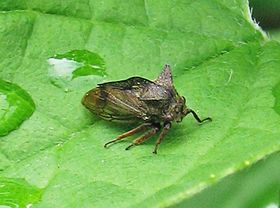 صورة معبرة عن الموضوع متشابهات الأجنحة