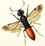 Parasitic wood wasp
