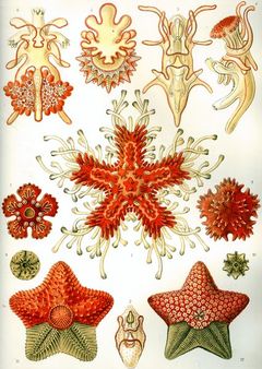 Haeckel Asteridea.jpg