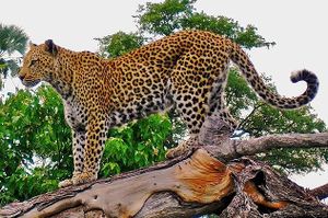 Leopard on a horizontal tree trunk.jpg