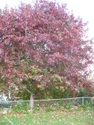 Some trees, such as this American sweetgum at Keokea, Maui, develop bold fall colors in subtropical or tropical areas.