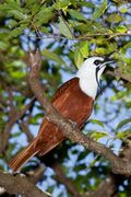 Three Wattled Bellbird.