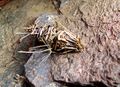 Case Moth Psychidae