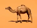 Domestic Dromedary Merzouga.jpg