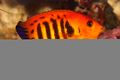 A flame angelfish, or Centropyge loricula