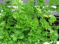 Parsley bush