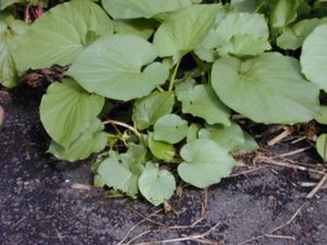 Starr 021122-0002 Piper auritum.jpg