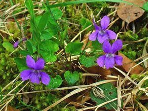 Viola odorata 001.JPG