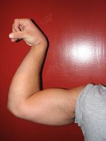 Flexed arm in the pronated position (left); with the biceps partially contracted and in a supinated position with the biceps more fully contracted, approaching minimum length (right.)
