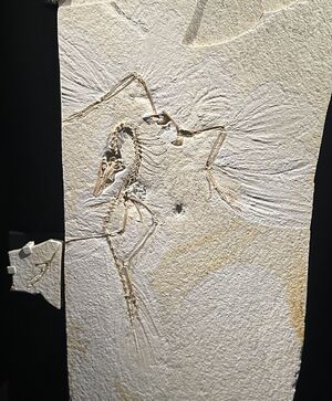 Chicago Archaeopteryx.jpg
