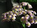 Achillea sp. (heads in a corymb)