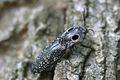 Click beetles
