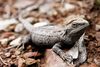 Bearded dragon04.jpg