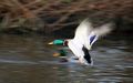 A male mallard flying.