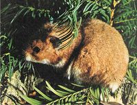 الهامستر الذهبي.jpg