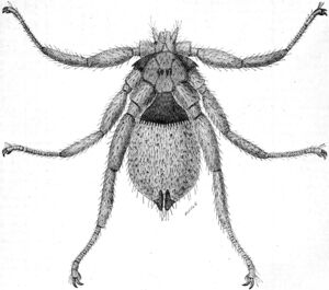 A drawing of a small insect with spider-like legs