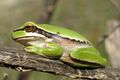 Middle East tree frog