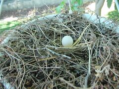 Egg in nest