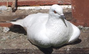 Homing pigeon2.jpg
