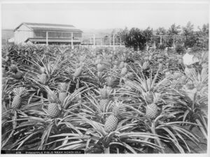 In a pineapple field, a laborer stands with his hat in hand.
