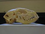 A raccoon's skull