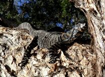 Lace Monitor Basking.JPG