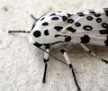 Giant Leopard Moth (Ecpantheria scribonia)