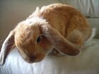 Holland lop bunny.JPG