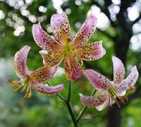 Lilium 'Slate's Morning'.jpg