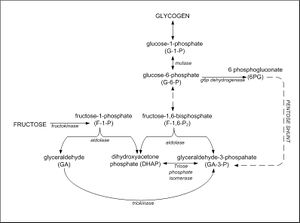Fructose-glycogen.jpg