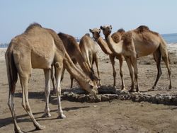 الجمال في منطقة أبو رماد.