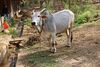 Krishna-cow 01.JPG