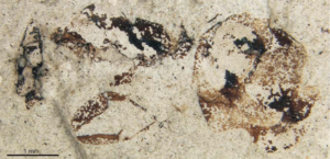 A slab of rock with a faint impression of an ant