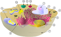 Biological cell.png