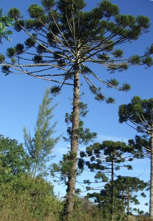 Araucaria angustifolia MariadaFe Brazil.jpg