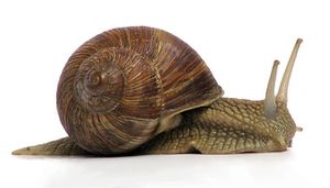 Grapevinesnail 01a.jpg