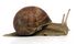 Grapevinesnail 01a.jpg